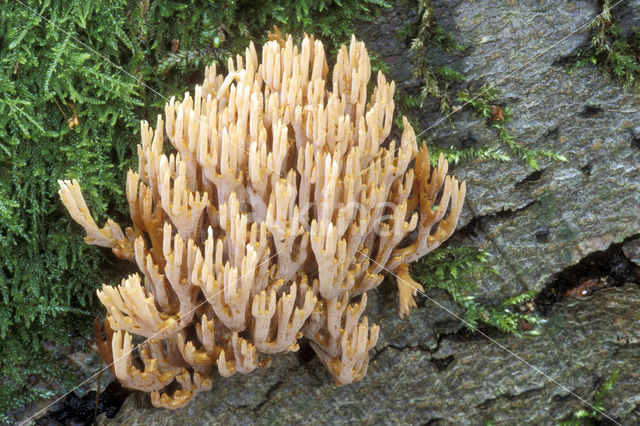 Upright coral (Ramaria stricta)