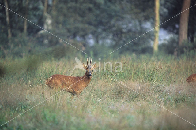 Roe Deer (Capreolus capreolus)