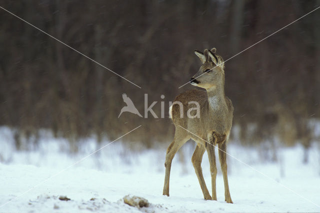 Ree (Capreolus capreolus)