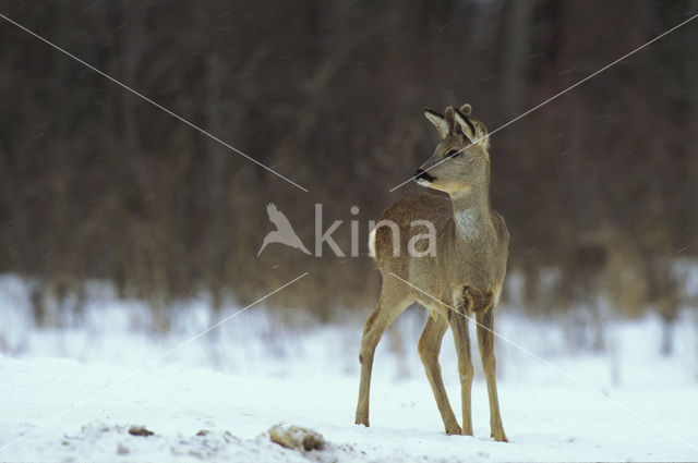 Roe Deer (Capreolus capreolus)