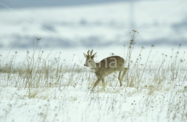 Roe Deer (Capreolus capreolus)