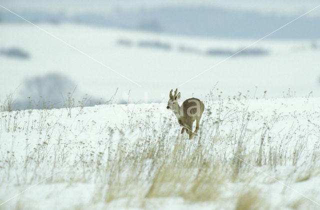 Roe Deer (Capreolus capreolus)