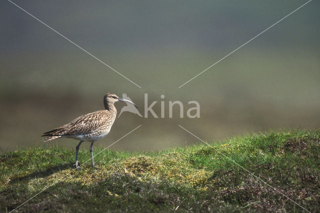 Whimbrel (Numenius phaeopus)