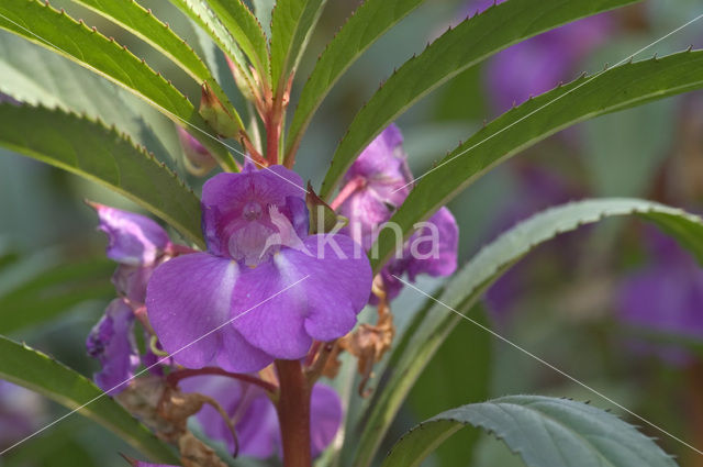 Indian Balsam (Impatiens glandulifera)