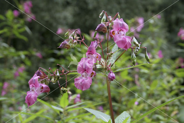 Reuzenbalsemien (Impatiens glandulifera)