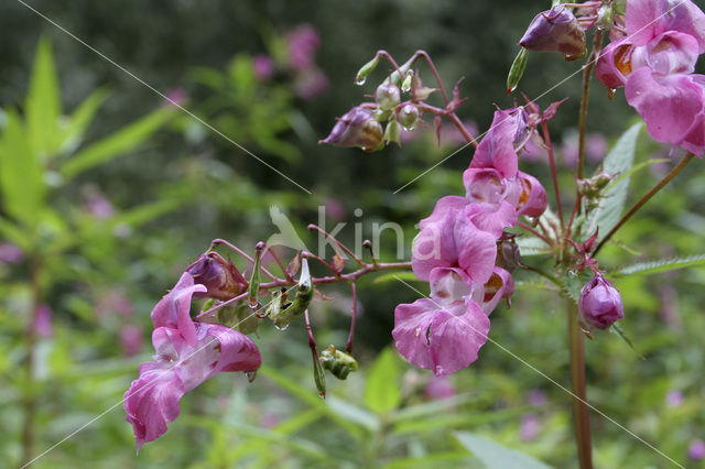 Indian Balsam (Impatiens glandulifera)