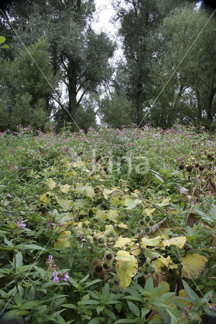 Indian Balsam (Impatiens glandulifera)