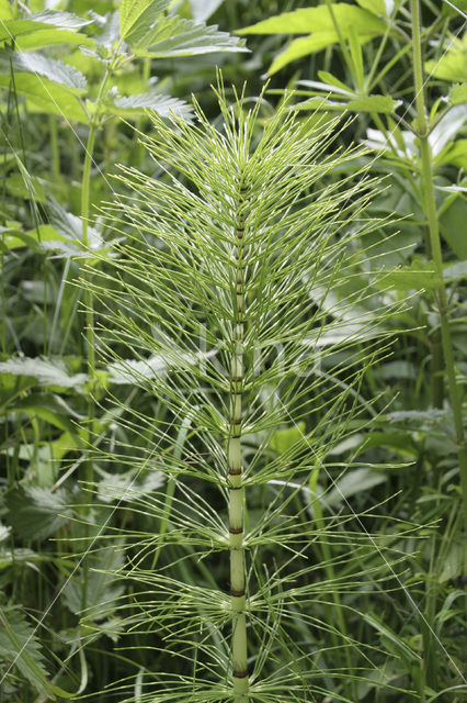 Great Horsetail (Equisetum telmateia)