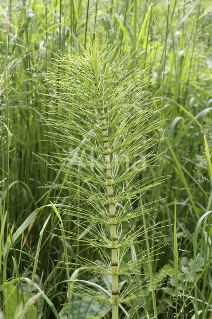 Great Horsetail (Equisetum telmateia)