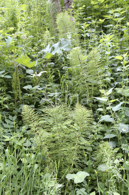Reuzenpaardenstaart (Equisetum telmateia)