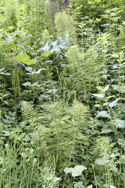 Great Horsetail (Equisetum telmateia)