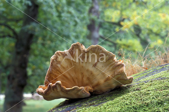 Giant Polypore (Meripilus giganteus)