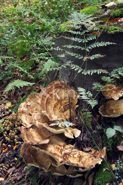 Giant Polypore (Meripilus giganteus)