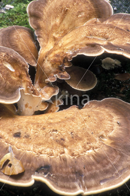 Giant Polypore (Meripilus giganteus)