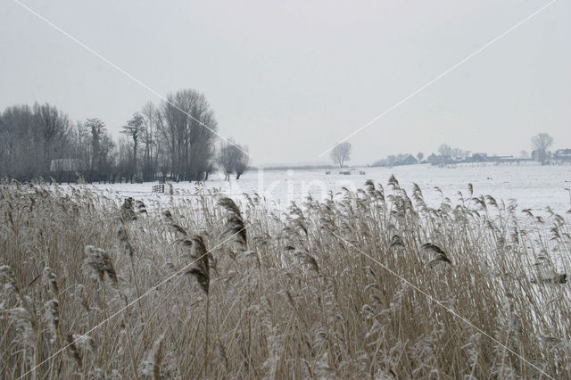 Common Reed (Phragmites australis)