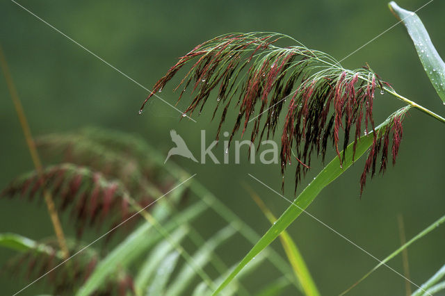 Common Reed (Phragmites australis)