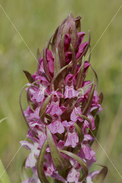 Southern Marsh-orchid x Early Marsh-orchid (Dactylorhiza hybride)