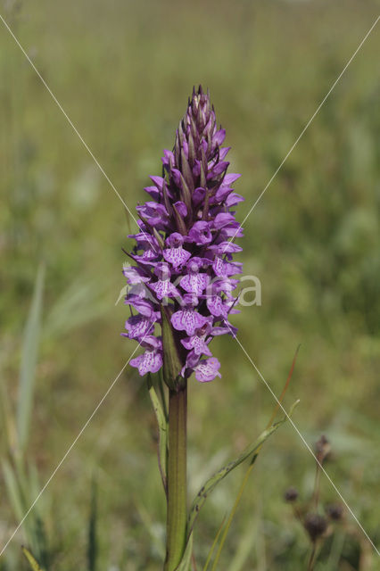 Rietorchis (Dactylorhiza praetermissa)