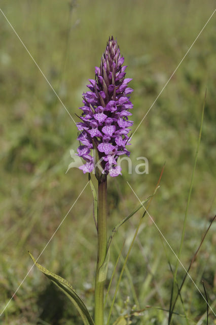 Rietorchis (Dactylorhiza praetermissa)