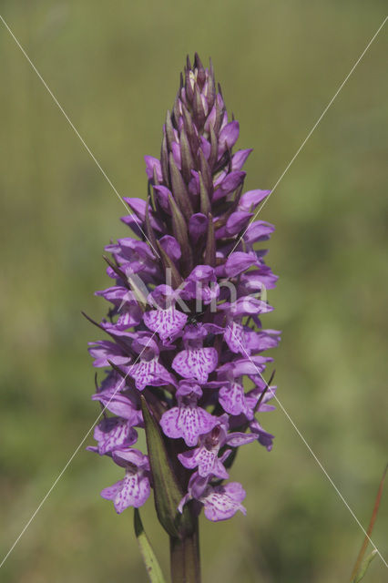 Southern Marsh-orchid (Dactylorhiza praetermissa)