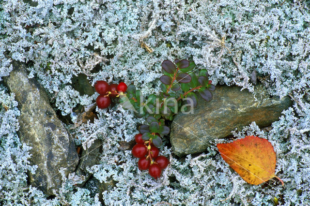 Bog Bilberry (Vaccinium uliginosum)