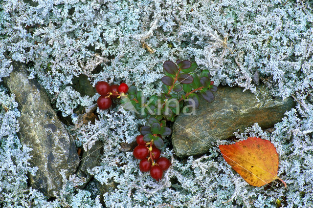 Rijsbes (Vaccinium uliginosum)