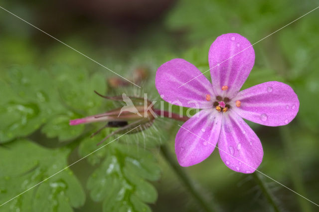 Robertskruid (Geranium robertianum)