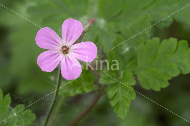 Robertskruid (Geranium robertianum)