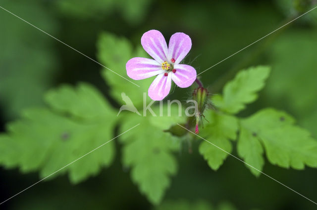 Robert geranium (Geranium robertianum)