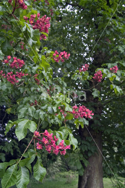 Rode paardenkastanje (Aesculus carnea)