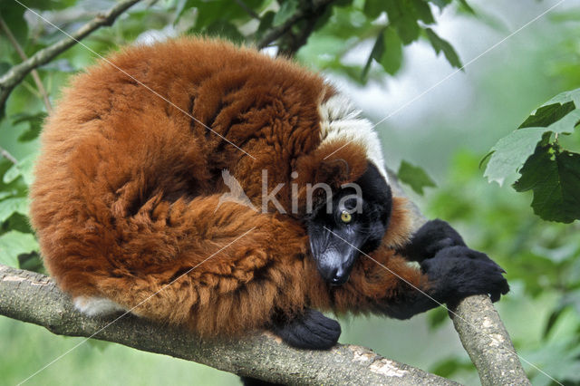 rode vari (Varecia variegata rubra)