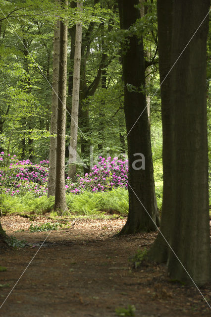 Rhododendron