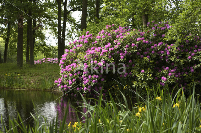 Rhododendron