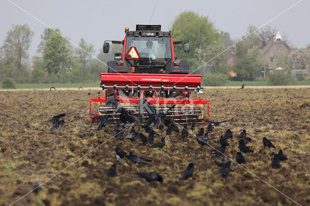 Rook (Corvus frugilegus)