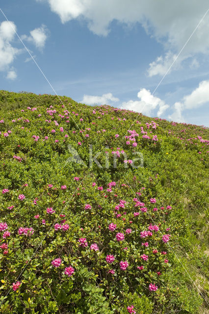 Roestbladig alpenroosje (Rhododendron ferrugineum)