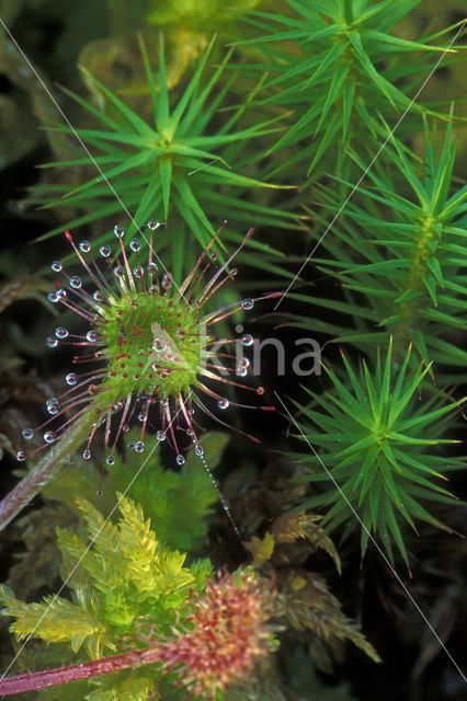 Ronde zonnedauw (Drosera rotundifolia)