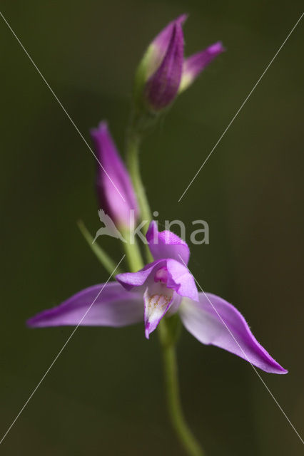 Rood bosvogeltje (Cephalanthera rubra)