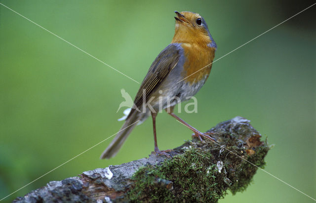 European Robin (Erithacus rubecula)