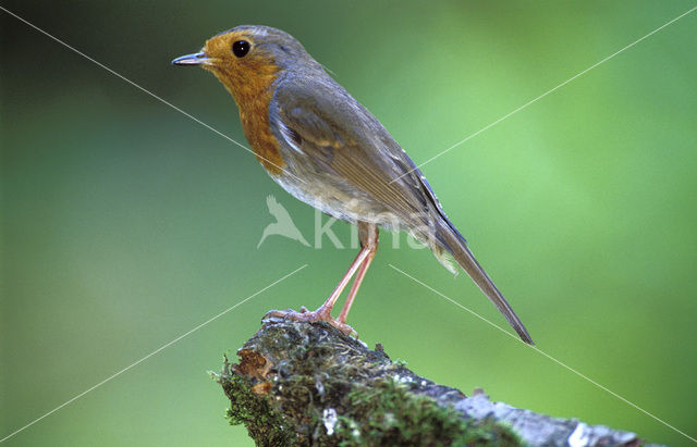 European Robin (Erithacus rubecula)