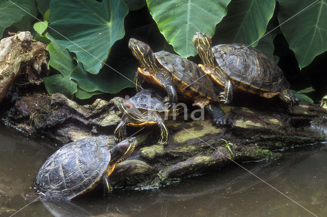 Roodwangschildpad (Trachemys scripta elegans)