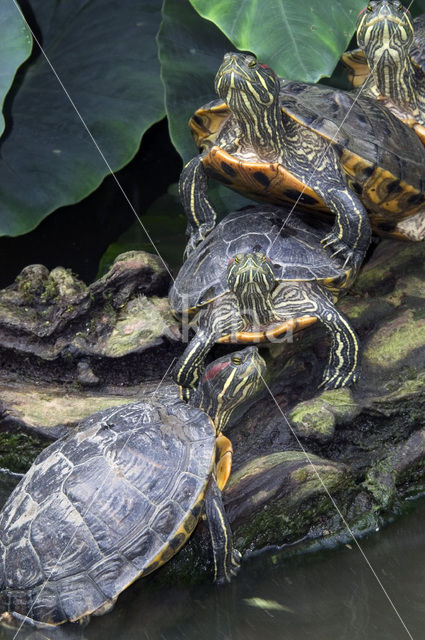 Roodwangschildpad (Trachemys scripta elegans)