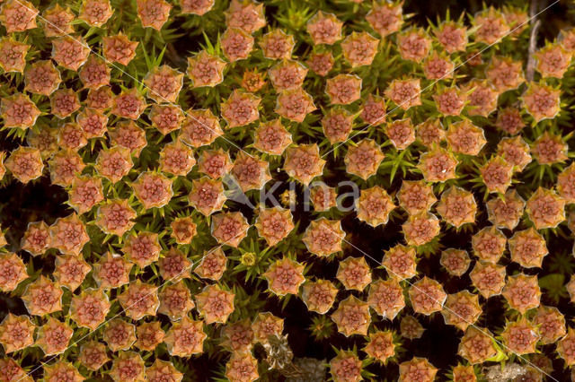 Bristly Haircap (Polytrichum piliferum)