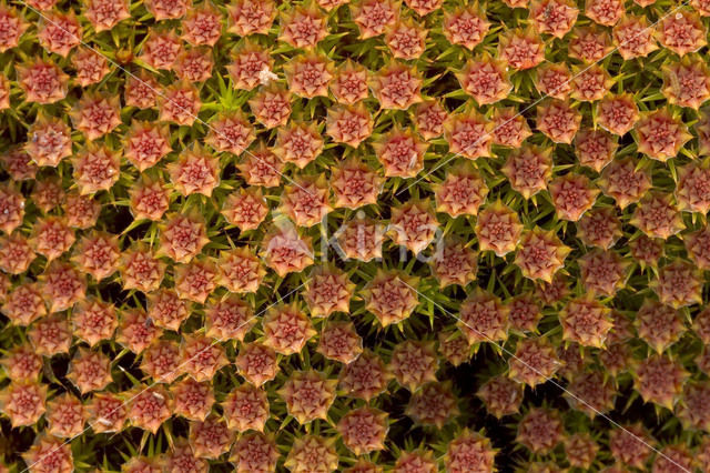 Bristly Haircap (Polytrichum piliferum)