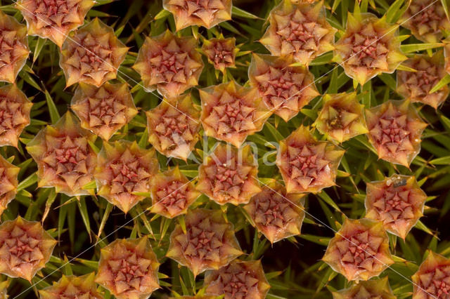 Bristly Haircap (Polytrichum piliferum)