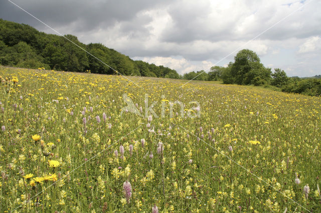 Hoary Plantain (Plantago media)