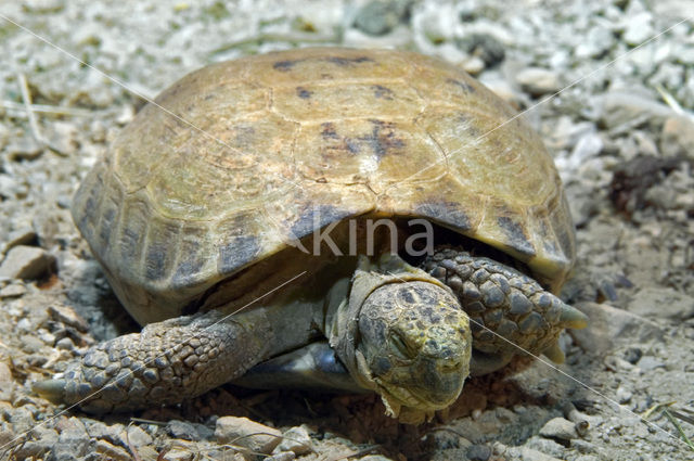 Russian Tortoise