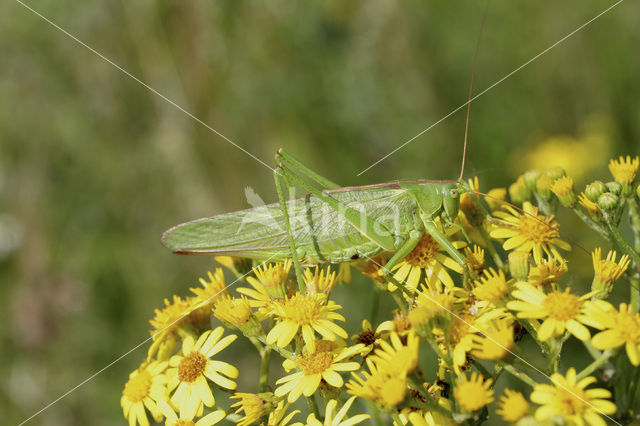 Sabelsprinkhaan (Tettiginia spec.)