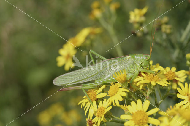 Bush-cricket (Tettiginia spec.)