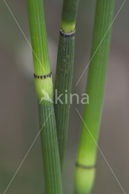 Schaafstro (Equisetum hyemale)