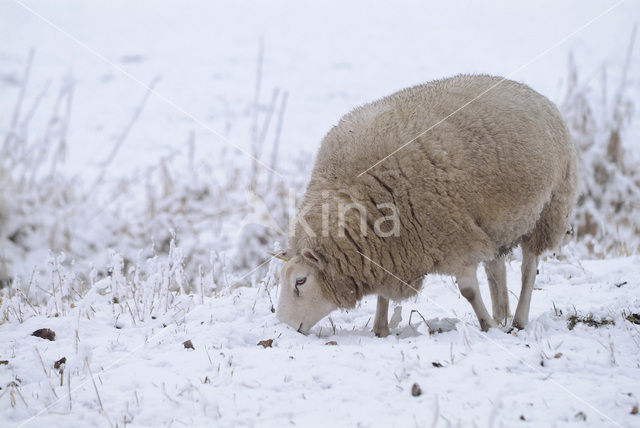 Sheep (Ovis domesticus)